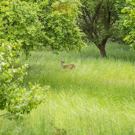 Ll230-humble-rosenvaenget-4 *